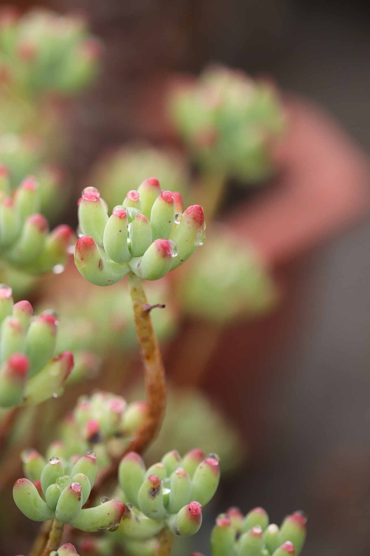 多肉（图ZMjU3MTM2MDgw） - 其他摄影 - 站酷设计师生活可爱原创素材 - 站酷ZCOOL