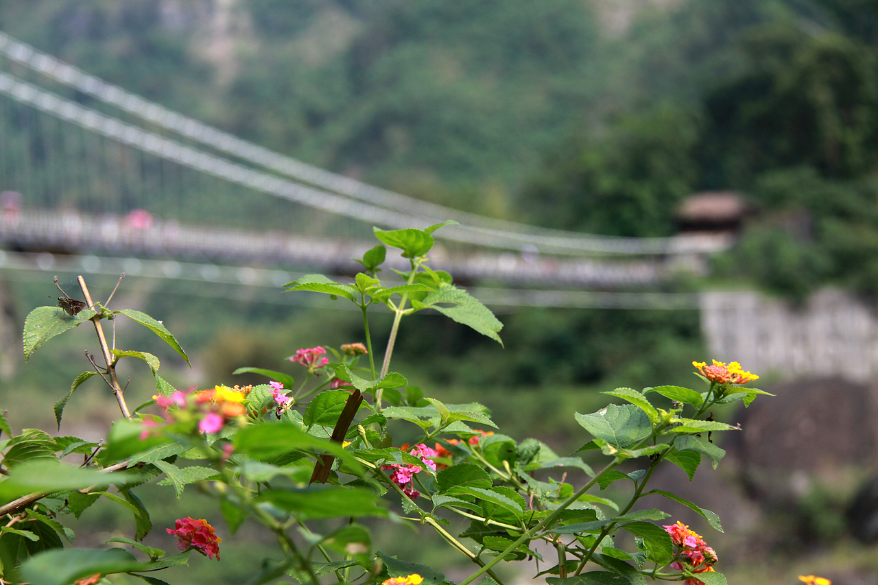 怯生生发一组台湾花草集请前辈指点