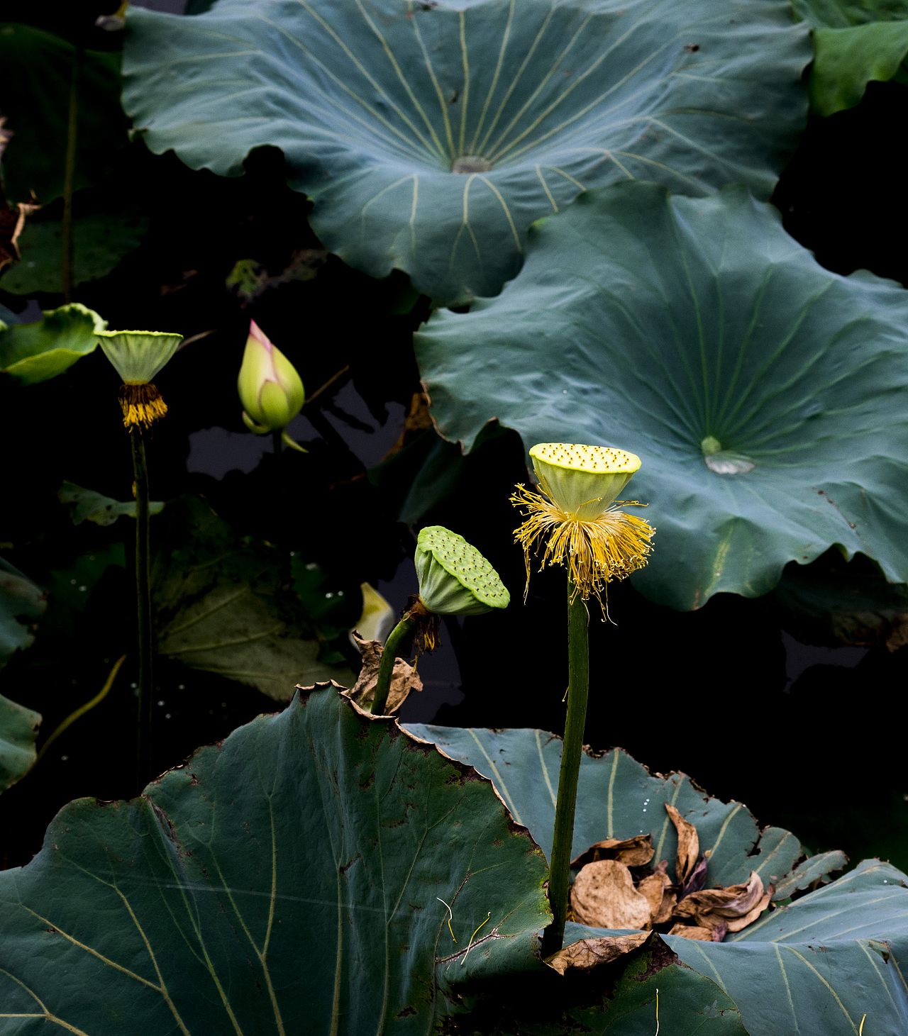 独爱莲（图ZODkzMDEwNjg=） - 产品摄影 - 站酷设计师Louie_Butch原创素材 - 站酷ZCOOL