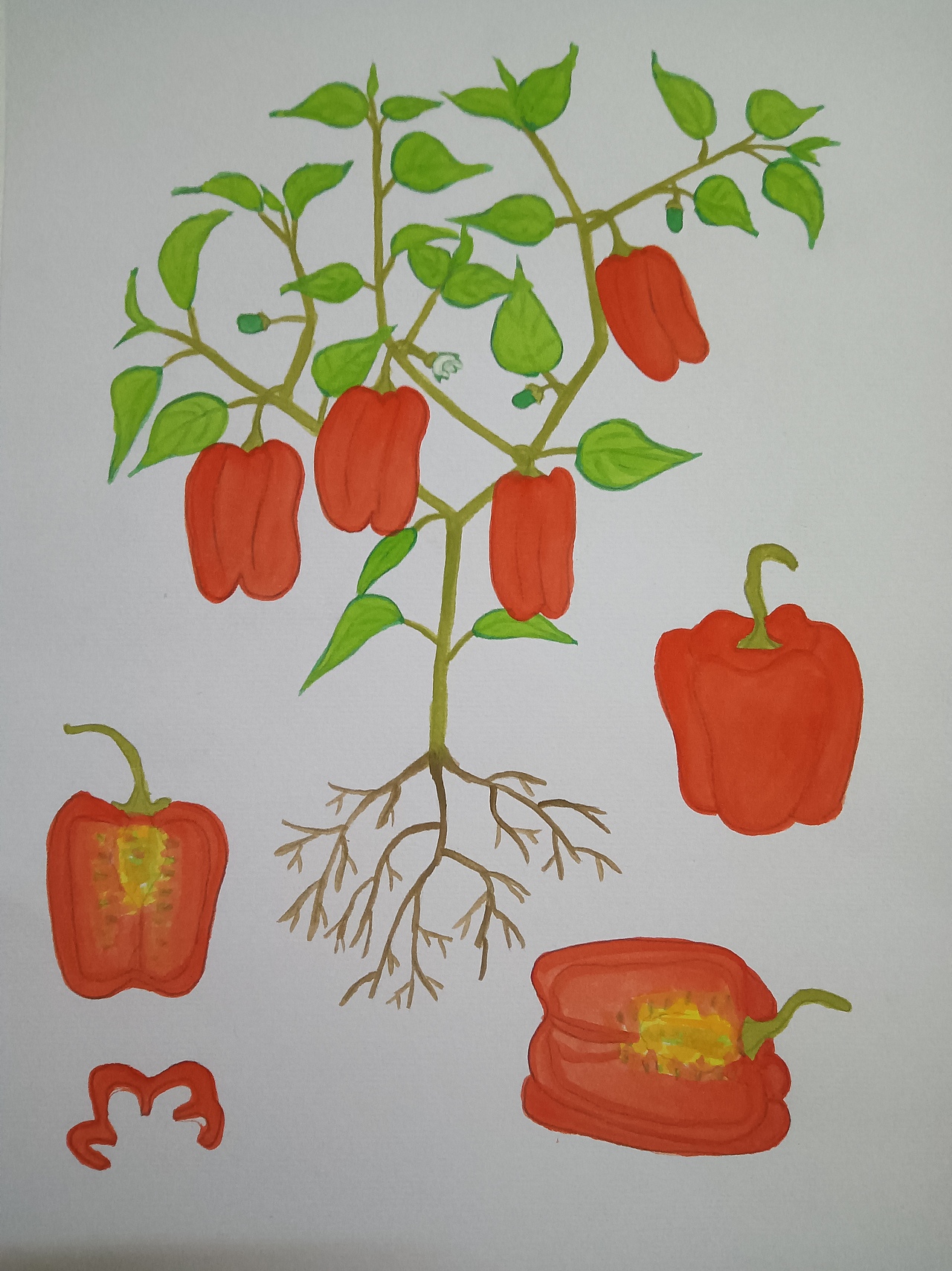 植物生长(辣椒)