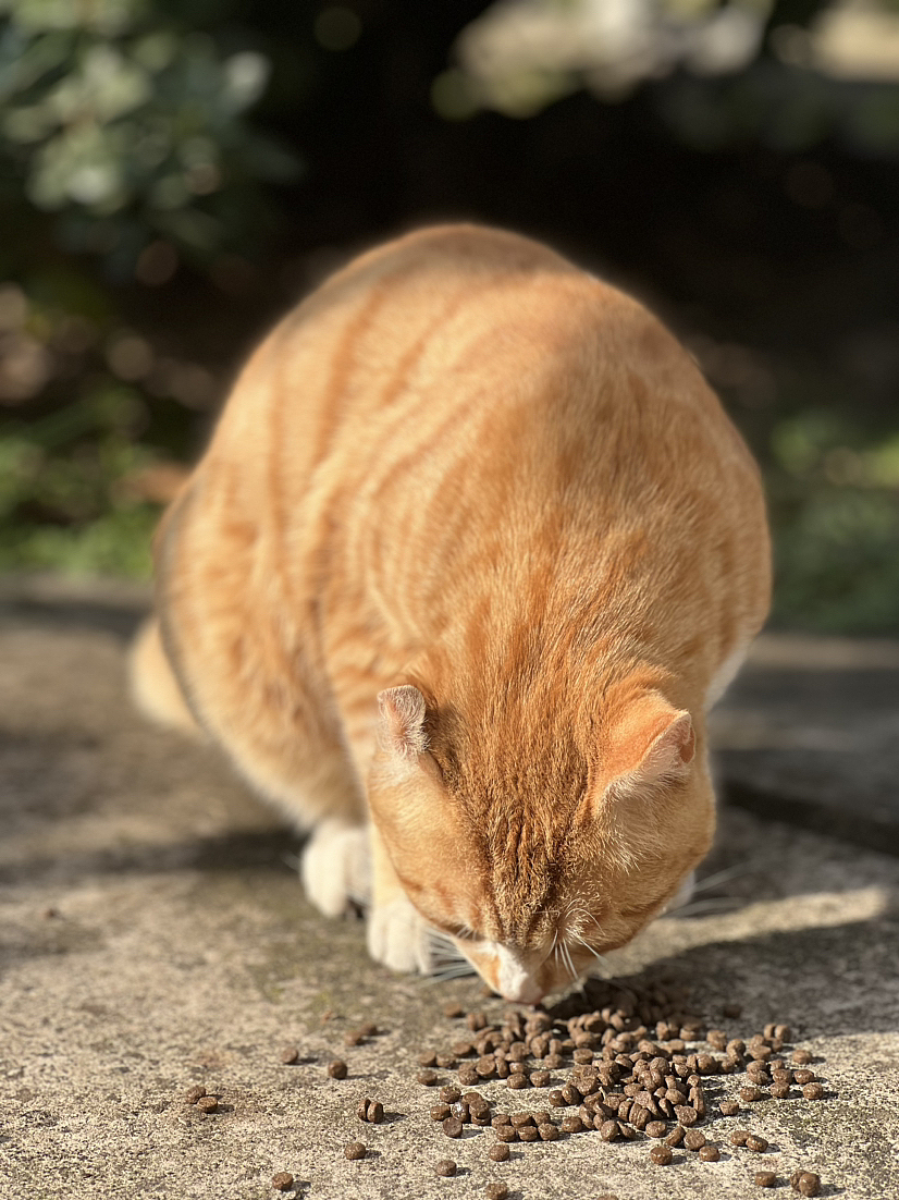 摄影作品（图ZMzY0NzM3NDAw） - 宠物摄影 - 站酷设计师丝易露原创素材 - 站酷ZCOOL