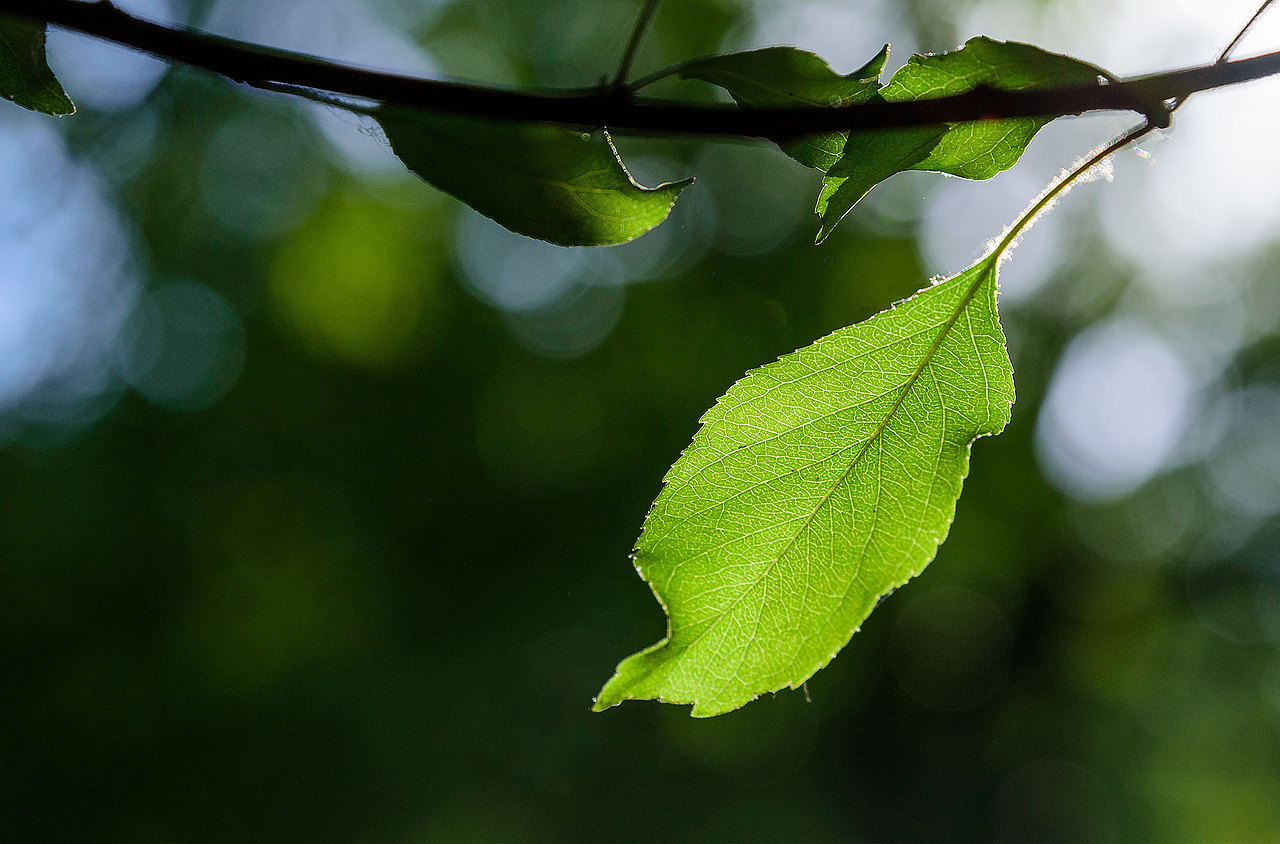 风光 | 花花草草一箩筐（图ZMTU5NjI4MDg0） - 风光摄影 - 站酷设计师小獭原创素材 - 站酷ZCOOL
