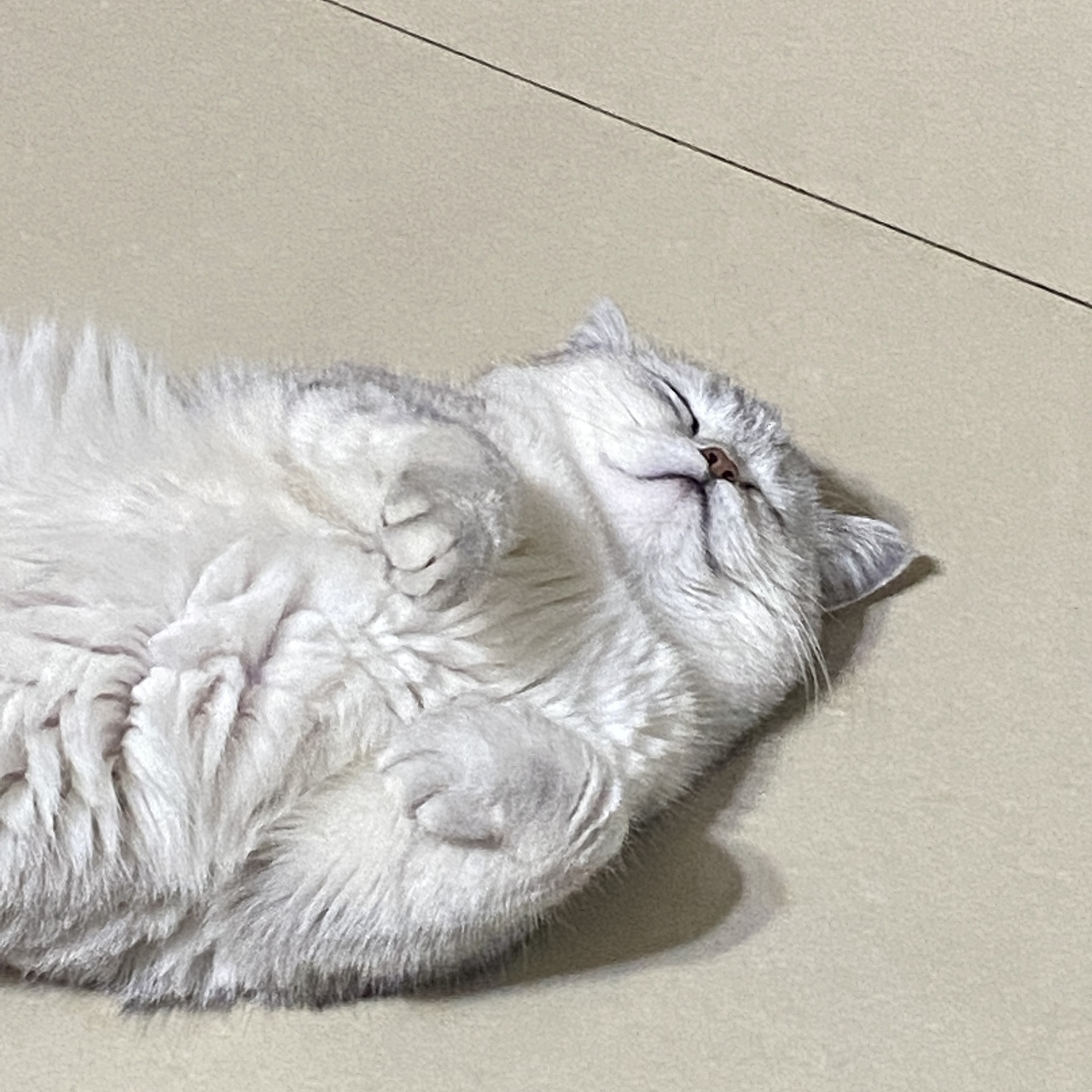 做一只慵懒的小猫咪吧（图ZMzA1NTU5Mzgw） - 宠物摄影 - 站酷设计师Z100751036原创素材 - 站酷ZCOOL