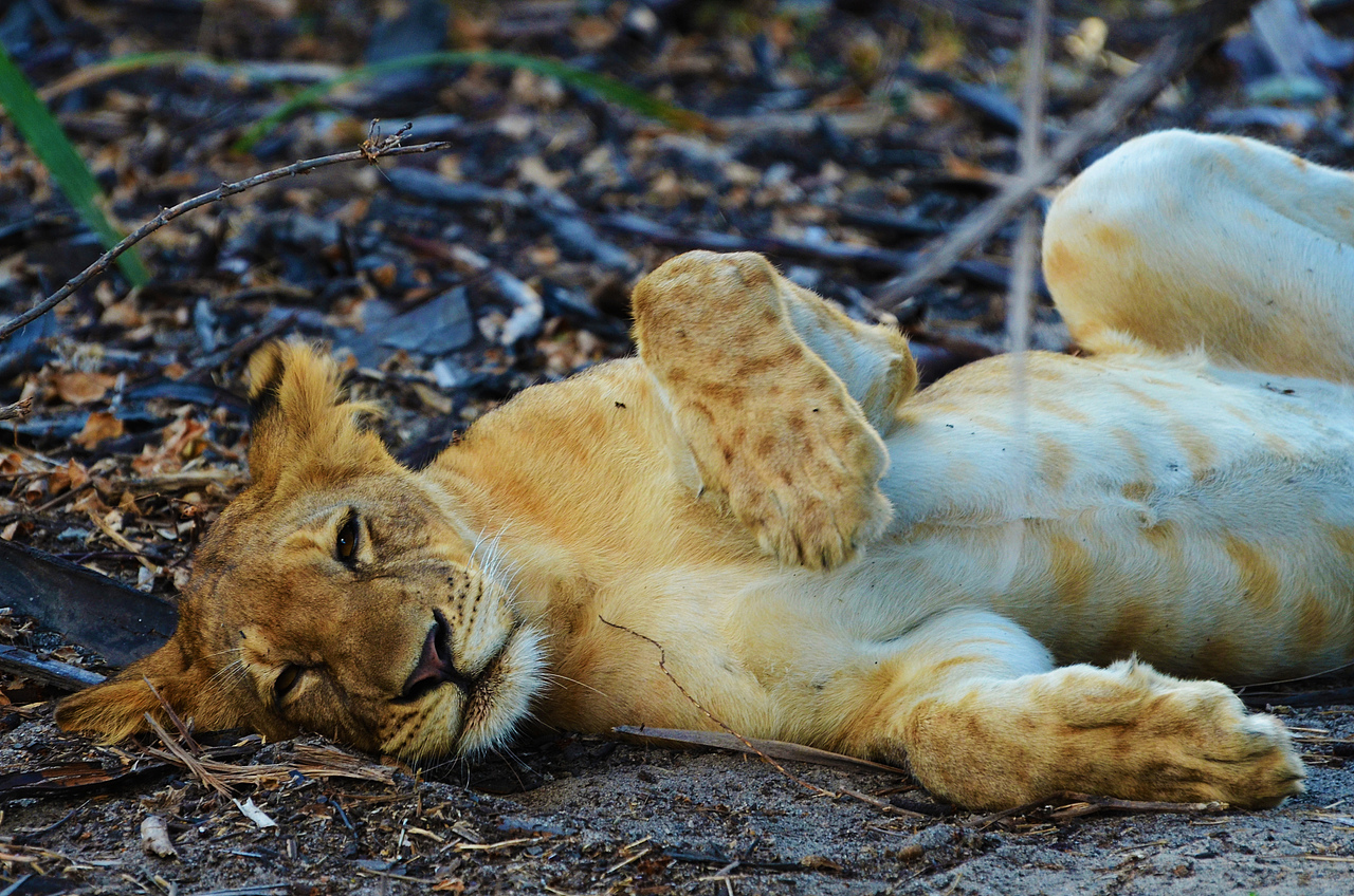 【give me big five】非洲五大兽