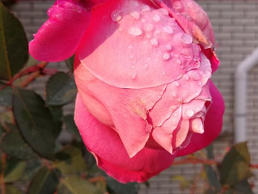 日签（个人主页-ZMjUxMjE2ODQ=） - 其他平面 - 站酷设计师小寒小寒原创素材 - 站酷ZCOOL