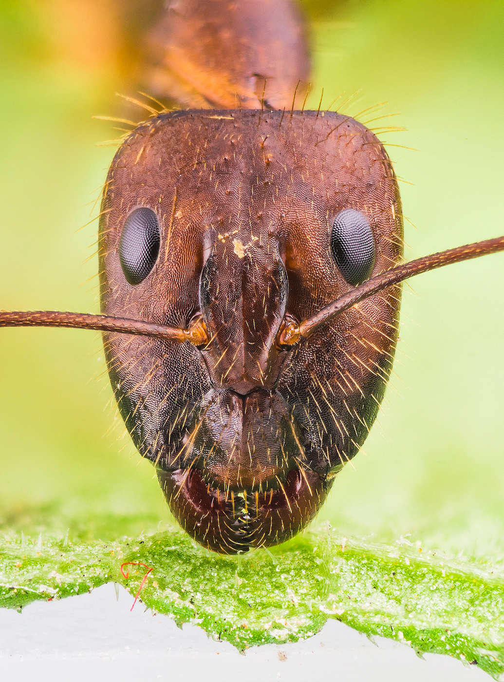 拟光腹弓背蚁,喝过糖水后,腹部涨大变成透明的,很漂亮
