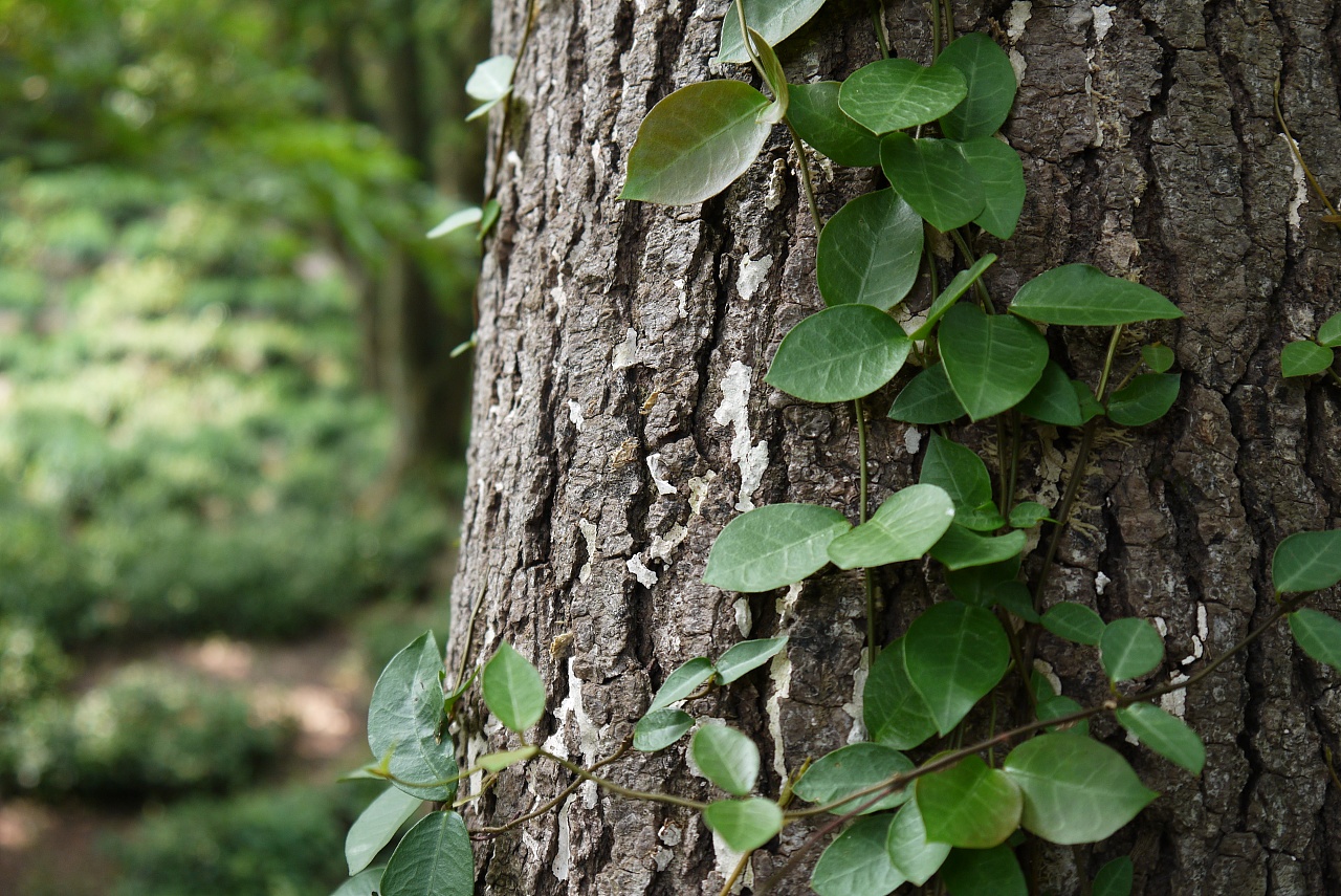 常春藤-丽江园林绿化植物-图片