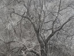 寂靜的樹 ——舒揚