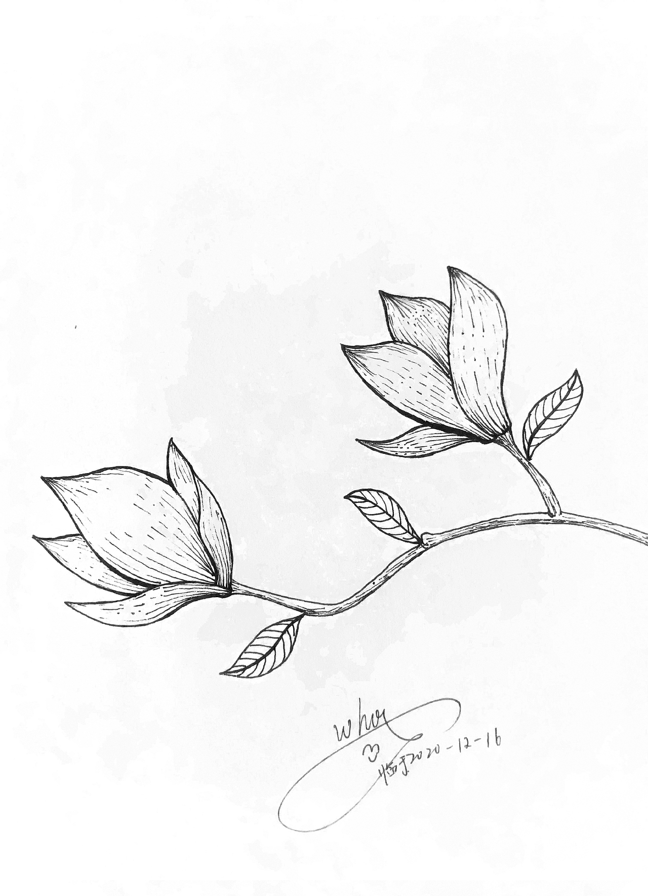 线描花卉（图ZMjM2NzkwNjA0） - 商业插画 - 站酷设计师暴躁鱼原创素材 - 站酷ZCOOL