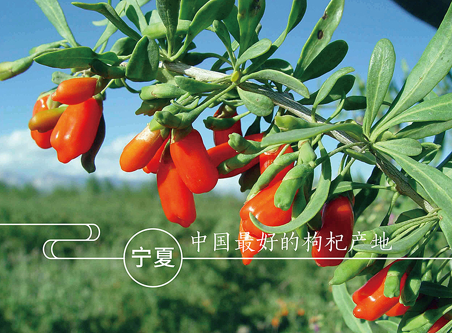 上行设计/ 杞里香商标&包装设计(电商)(图ZNDUwMzYxMjg=) - 品牌 - 站酷设计师石昌鸿原创素材 - 站酷ZCOOL
