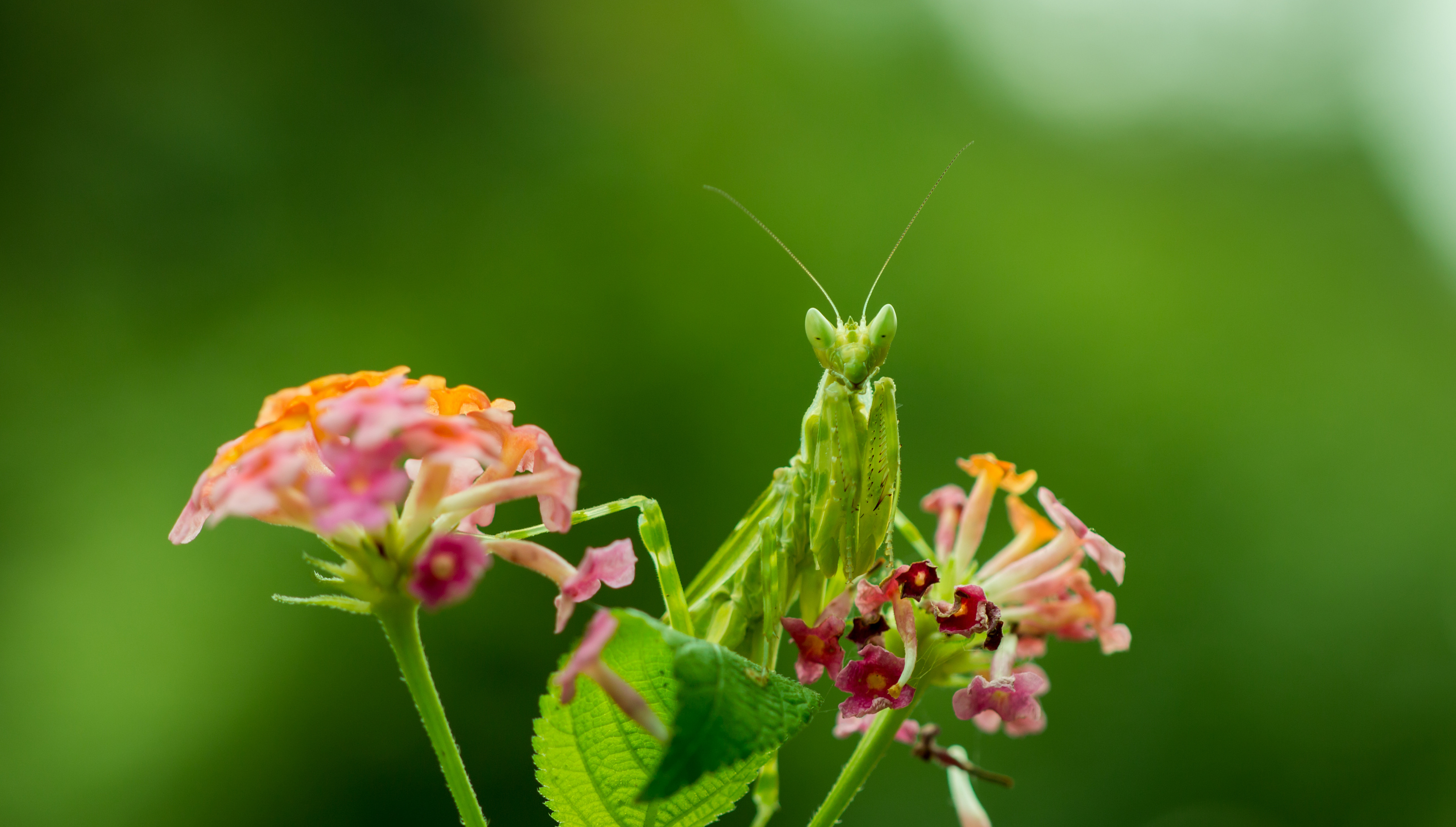 老蛙60mm拍螳螂,自然光