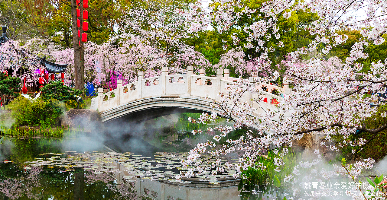 武汉东湖磨山樱花园姚青春2023年随拍照片1