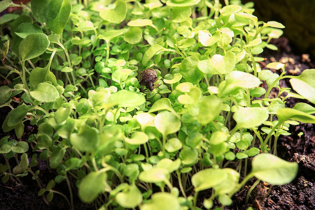 微距新世界——小椿象