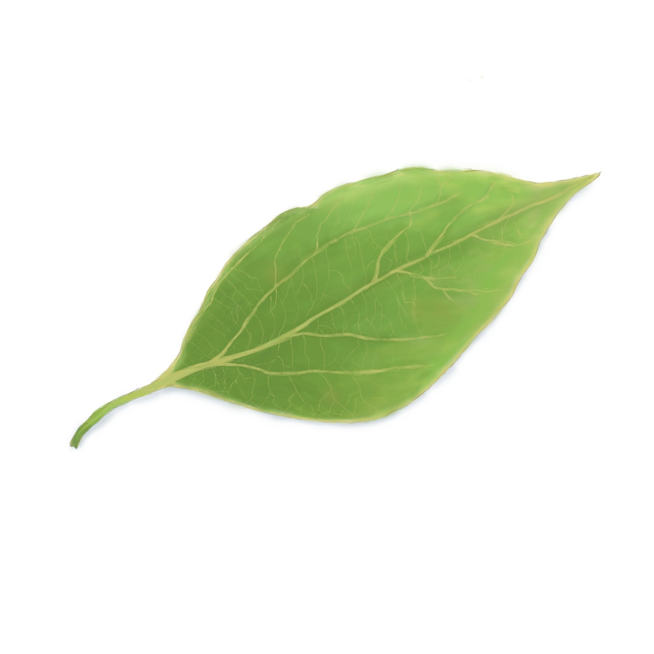 绿叶绿色的树叶免抠元素素材免费下载-素材vxSmxeUWk-新图网