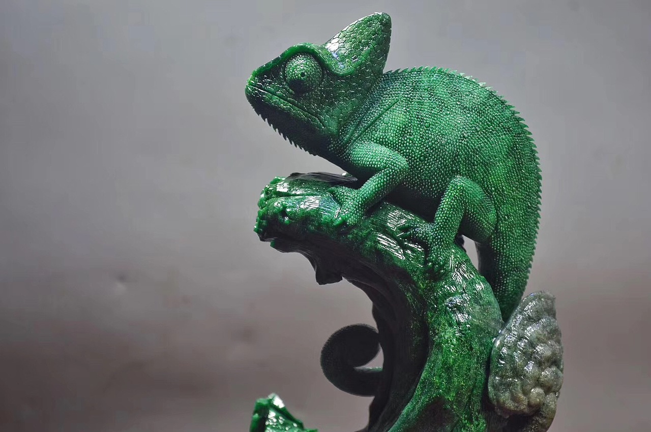 广绿玉高冠变色龙随手拍