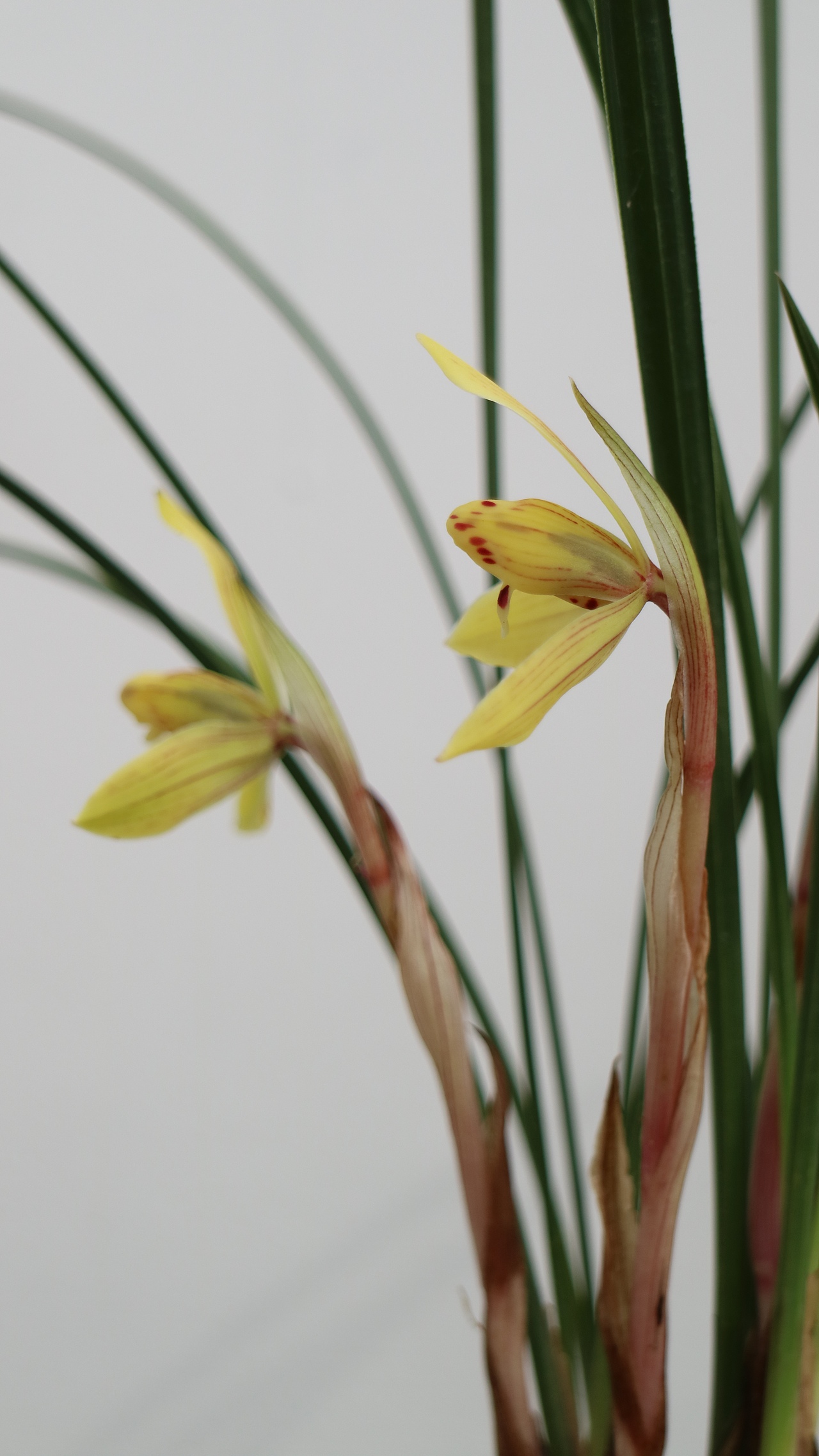 中国兰花—春兰