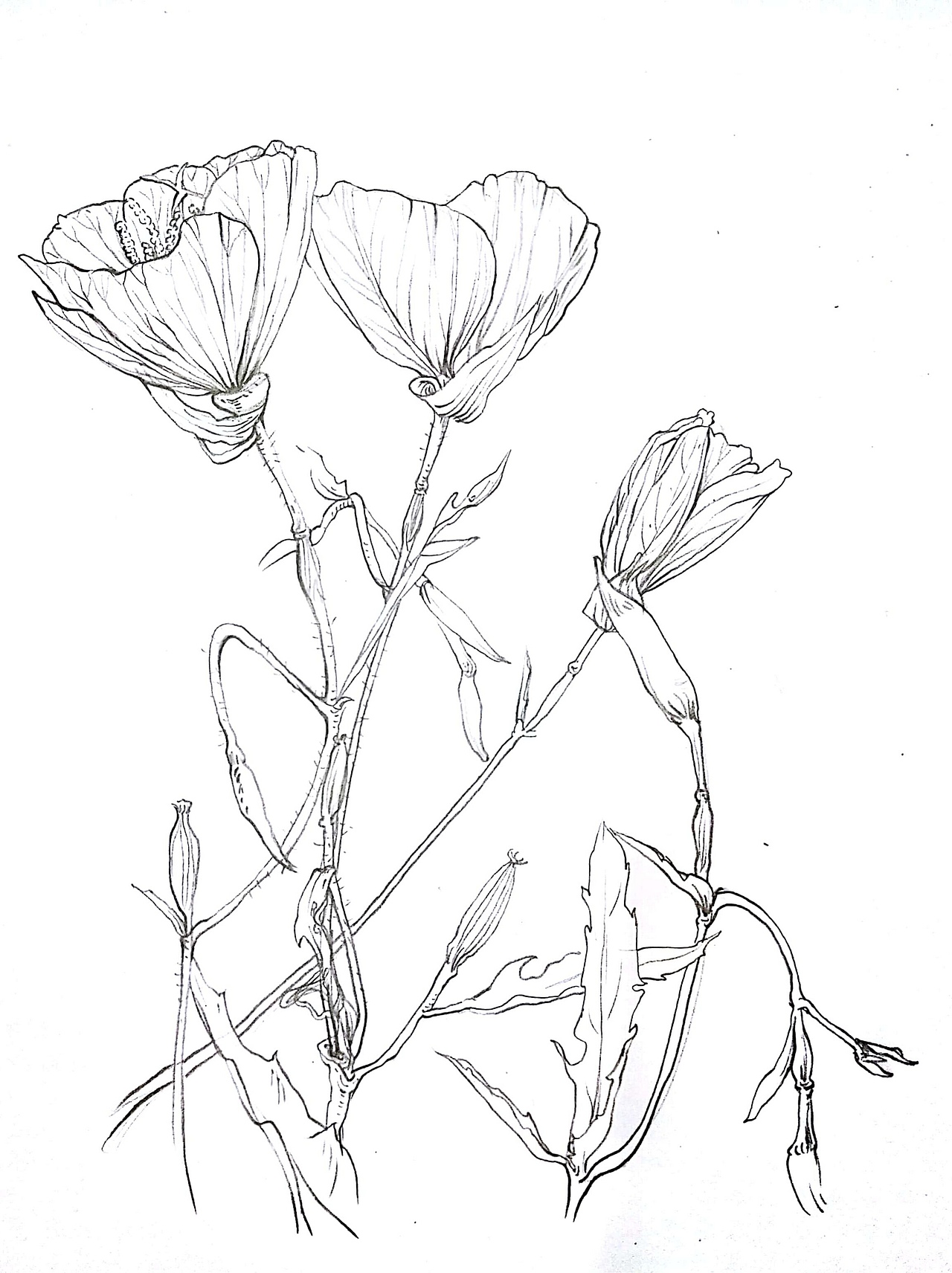 美丽月见草（图ZMTE0NTI0MDA4） - 绘画 - 站酷设计师夜绮罗原创素材 - 站酷ZCOOL