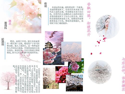 樱花 三折页