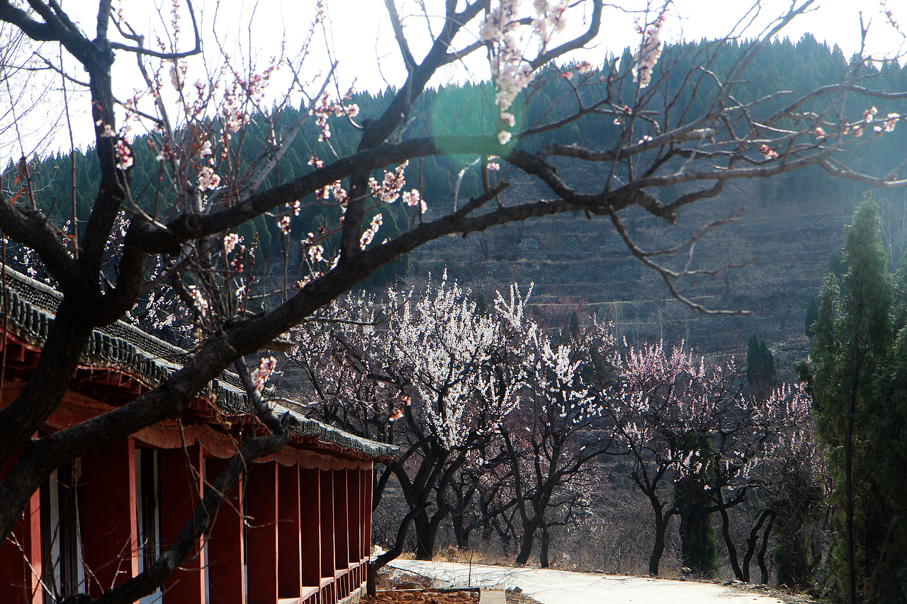 一枝红杏出墙来（图ZMTU2MTU2MTYw） - 风光摄影 - 站酷设计师pp1111原创素材 - 站酷ZCOOL