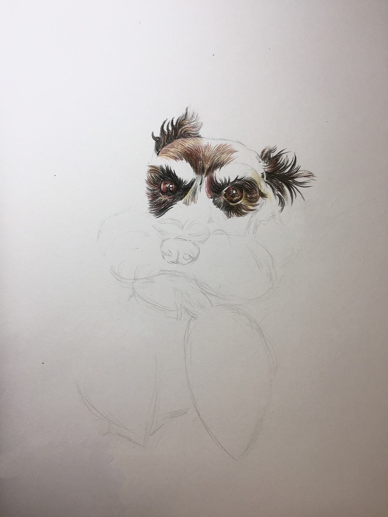 彩铅萌宠雪纳瑞|纯艺术|绘画|毛伟漫画_原创作品-站酷zcool