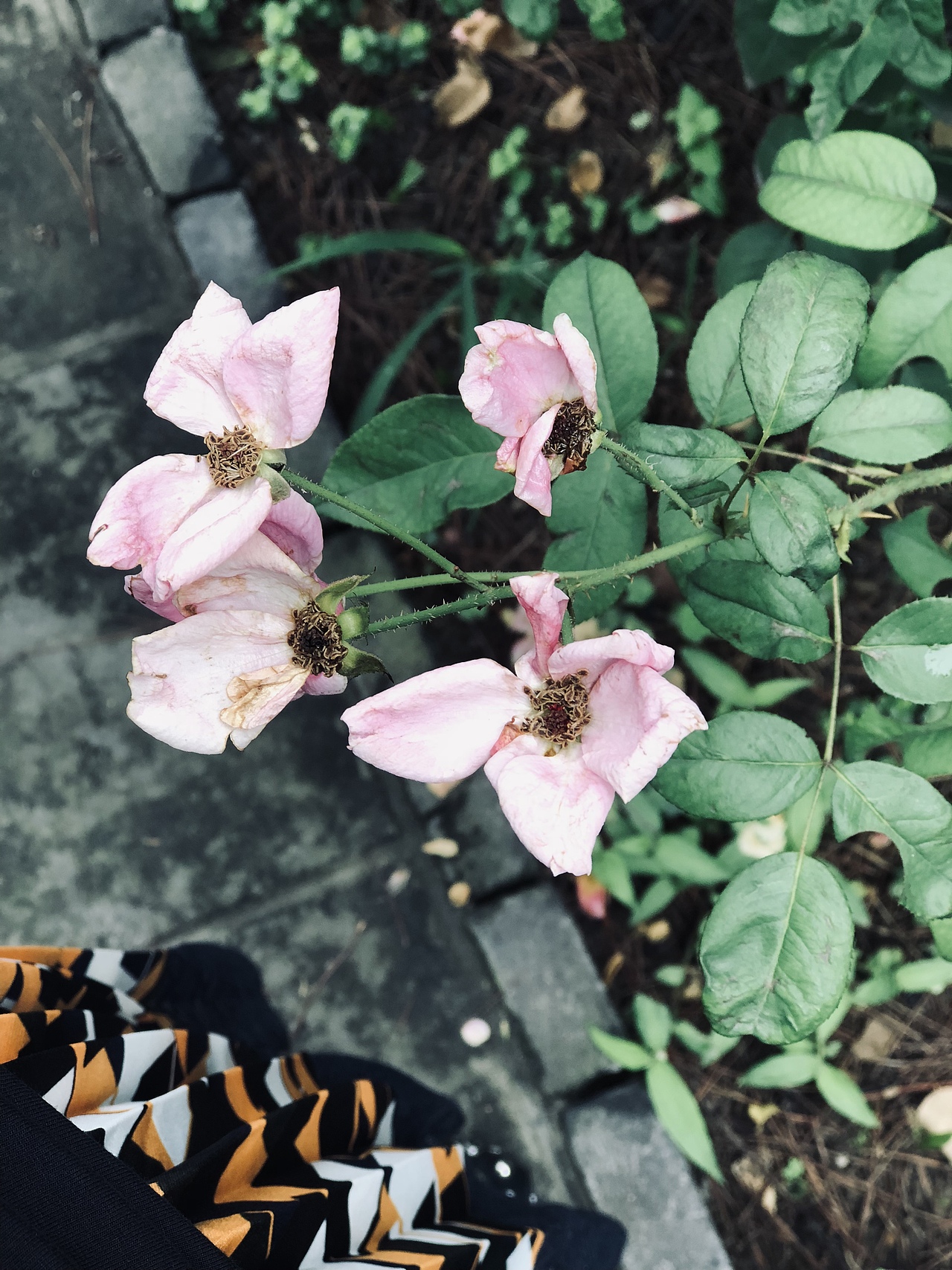 雨后……（图ZMTc0Njg1NTEy） - 人文/纪实摄影 - 站酷设计师vivian乔原创素材 - 站酷ZCOOL