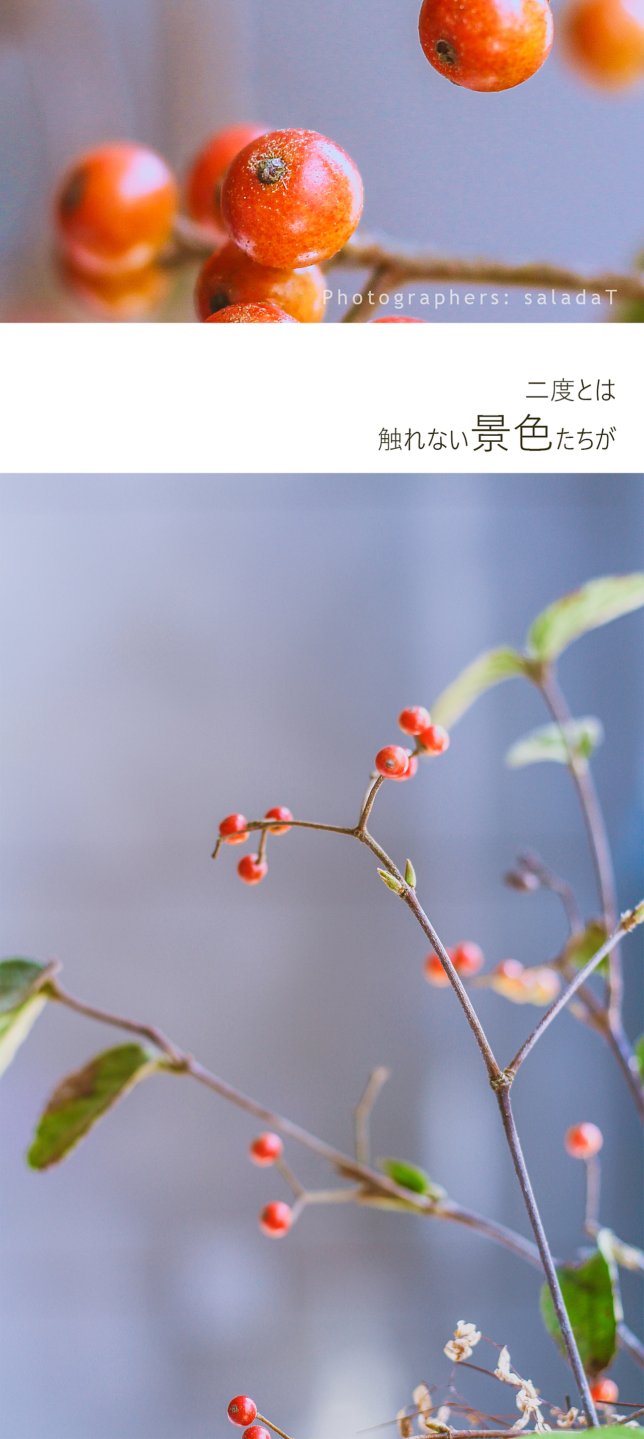 南天竹.我也是第一次知道名字（图ZNjIyMjE2Mjg=） - 产品摄影 - 站酷设计师无色拉原创素材 - 站酷ZCOOL