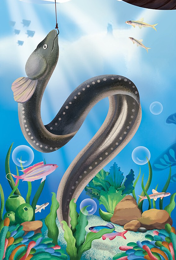鳗鱼插画
