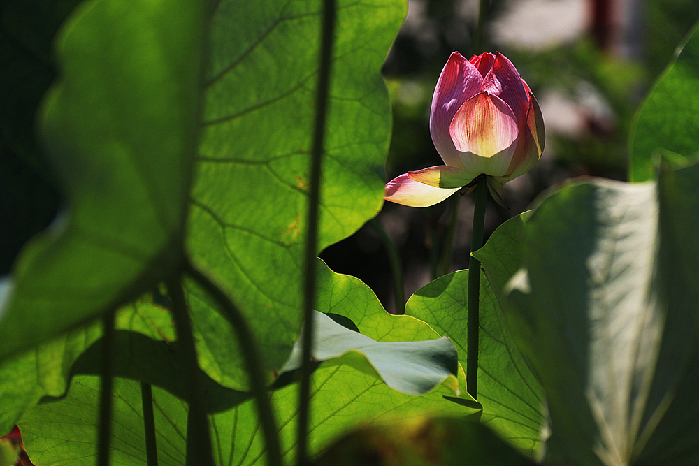 我的大学-摄影（图ZMTc0ODEyMDEy） - 人文/纪实摄影 - 站酷设计师小明明丫原创素材 - 站酷ZCOOL