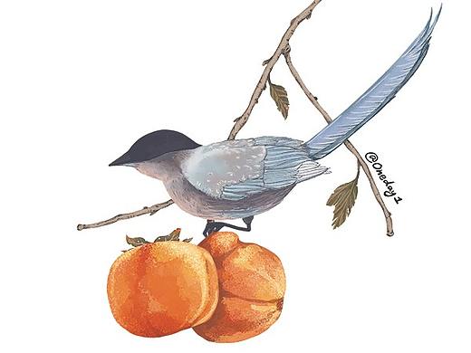 秋天的柿子，格外的好看