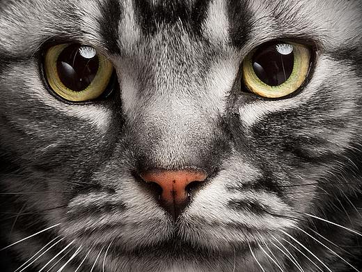 【動物照相館】嗷呜