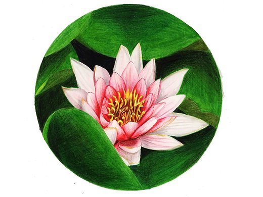 【驴大萌彩铅教程172】手绘荷花睡莲