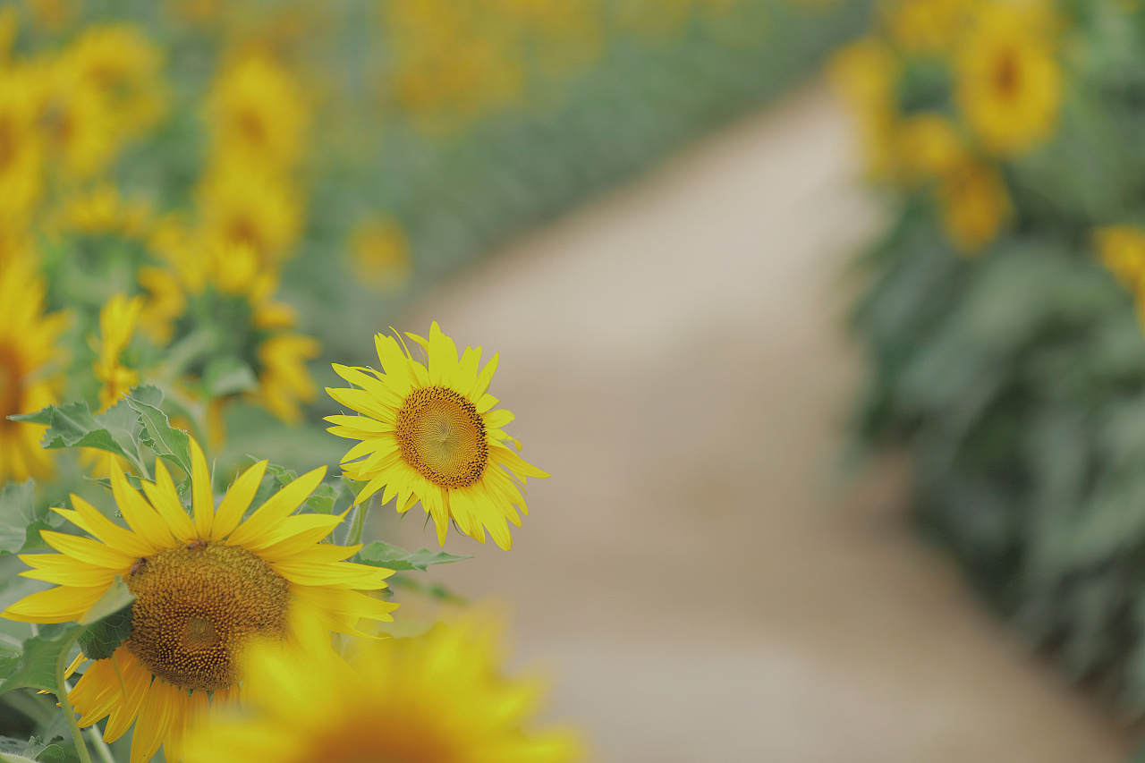 向日葵花语四下皆是你 搜狗图片搜索