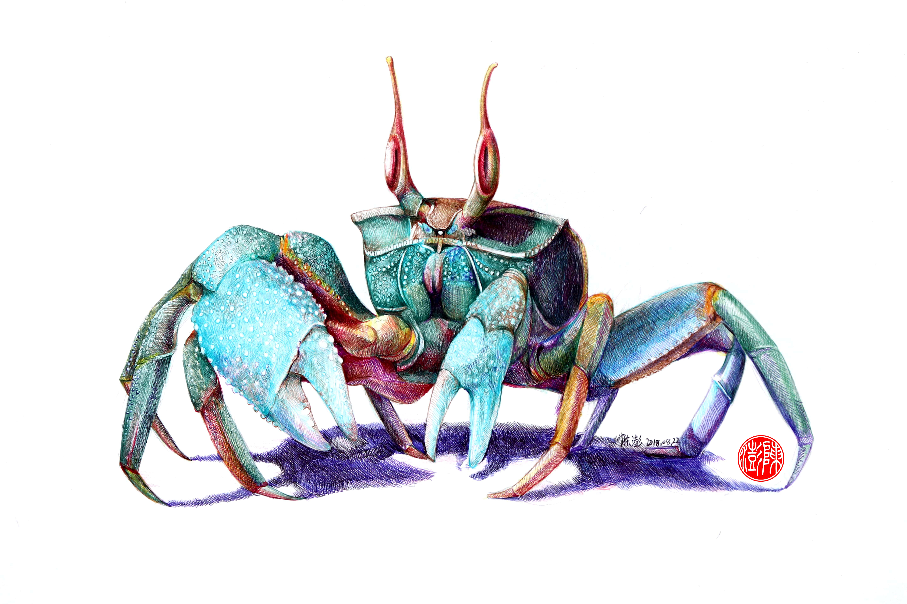 陈澎手绘:原创彩色圆珠笔画(萌蟹)