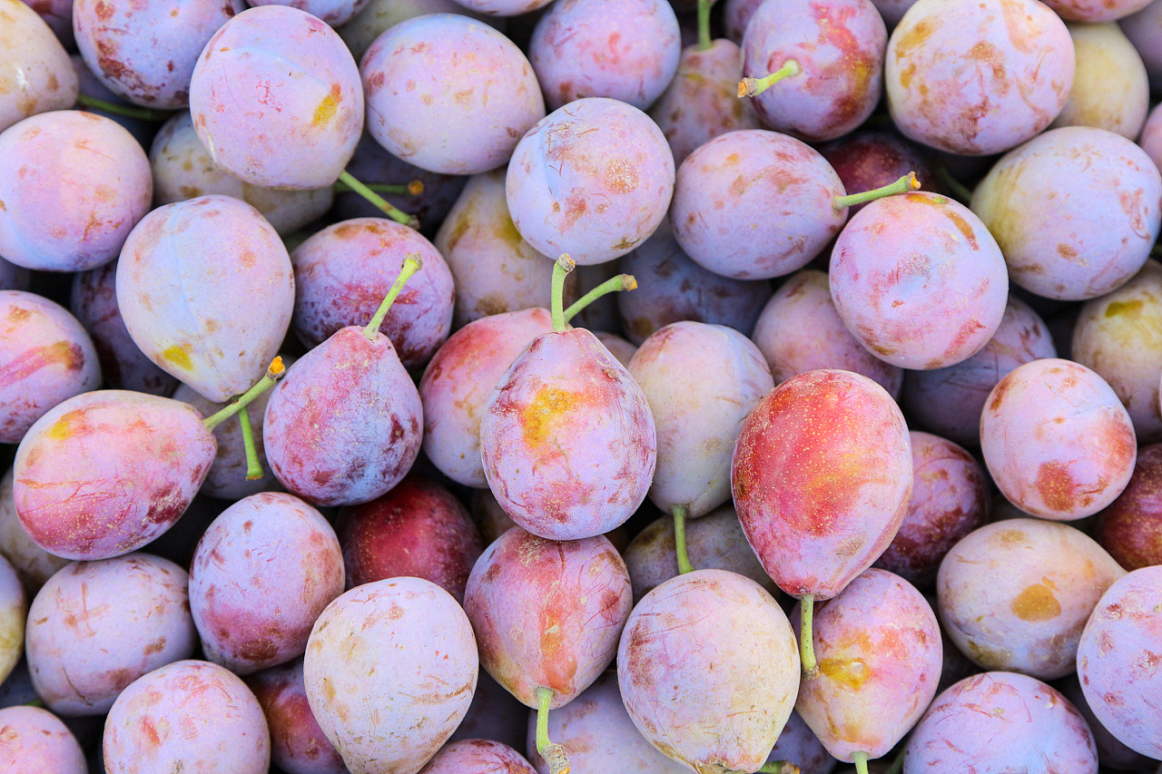 水果拍摄—新疆法兰西西梅