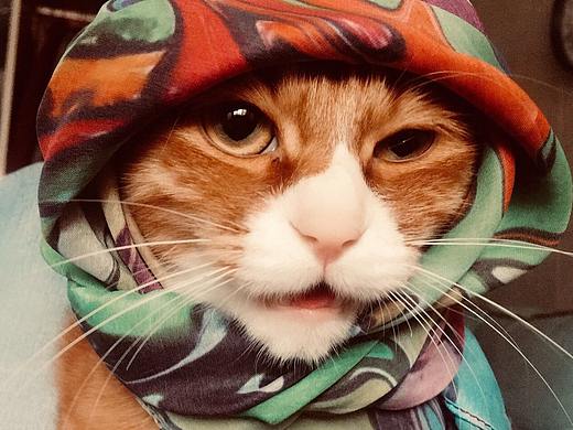 烤火的猫猫狗狗超可爱哦