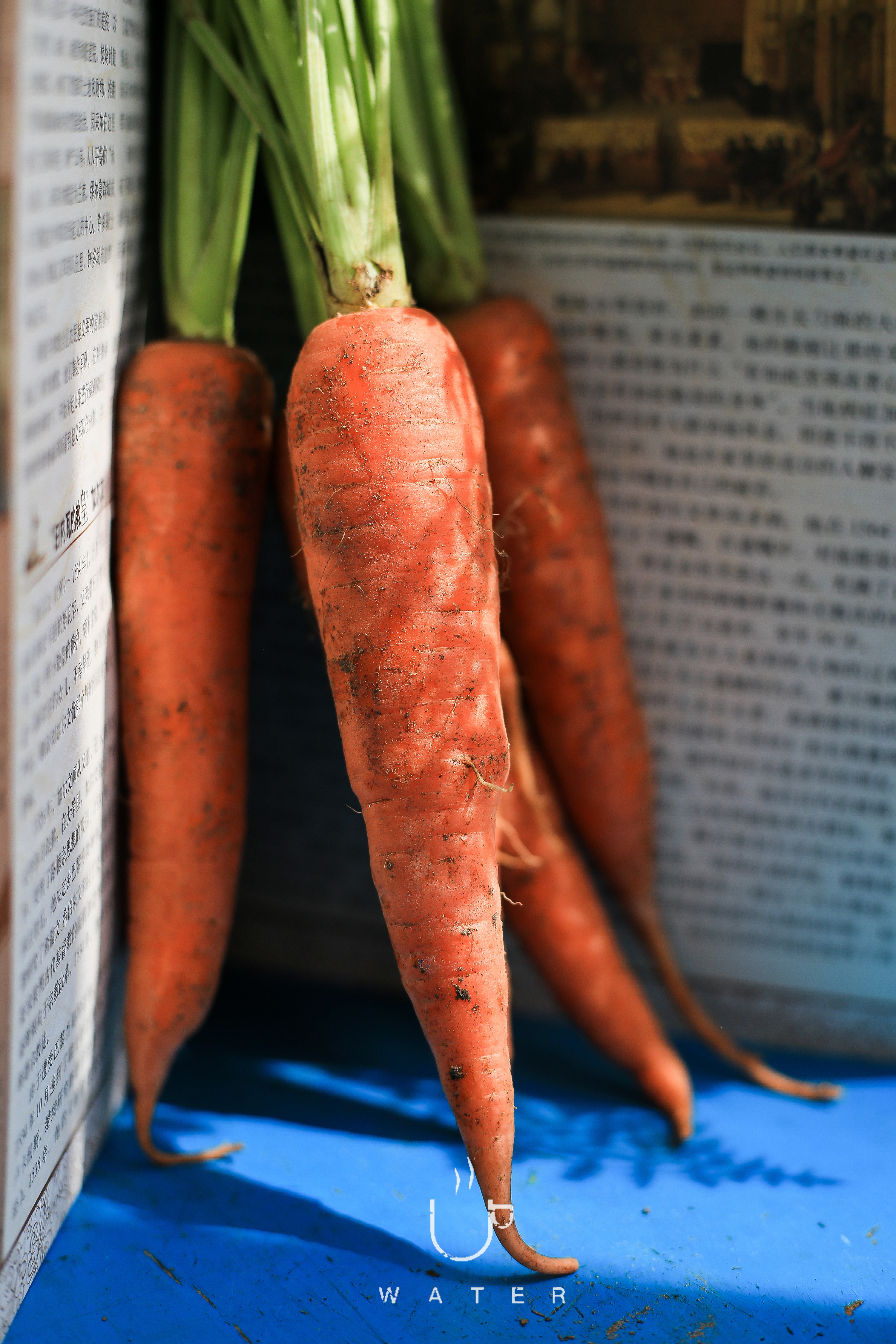 吃胡萝卜可增强免疫力吗？ - 健康饮食
