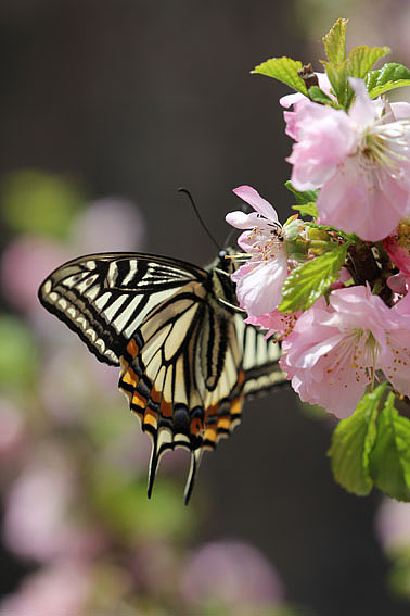 【摄影】那些它－猫－蝶－花（图ZNTkwNDY3Ng==） - 风光摄影 - 站酷设计师naza原创素材 - 站酷ZCOOL