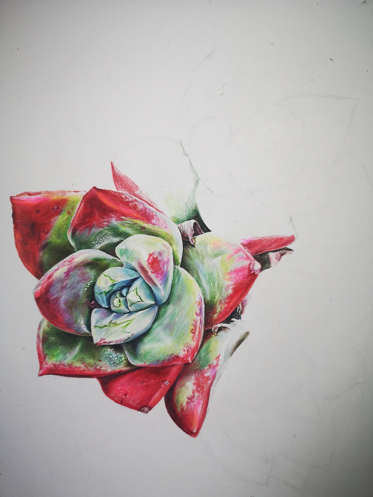 彩铅多肉(霹雳马)