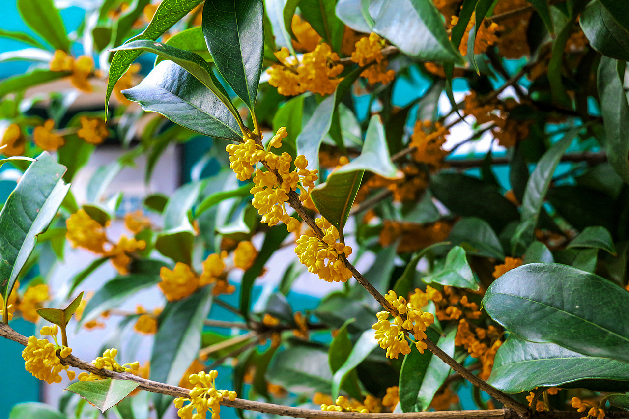 满城尽带桂花香。