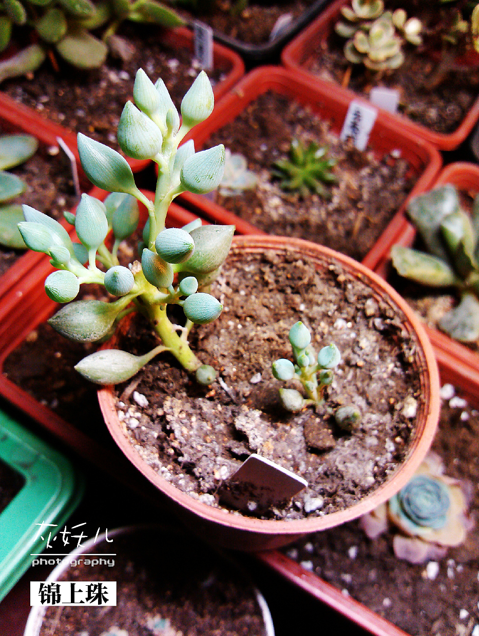 我家美丽的多肉植物（图ZOTU0NTkzNg==） - 其他摄影 - 站酷设计师灰妖儿原创素材 - 站酷ZCOOL