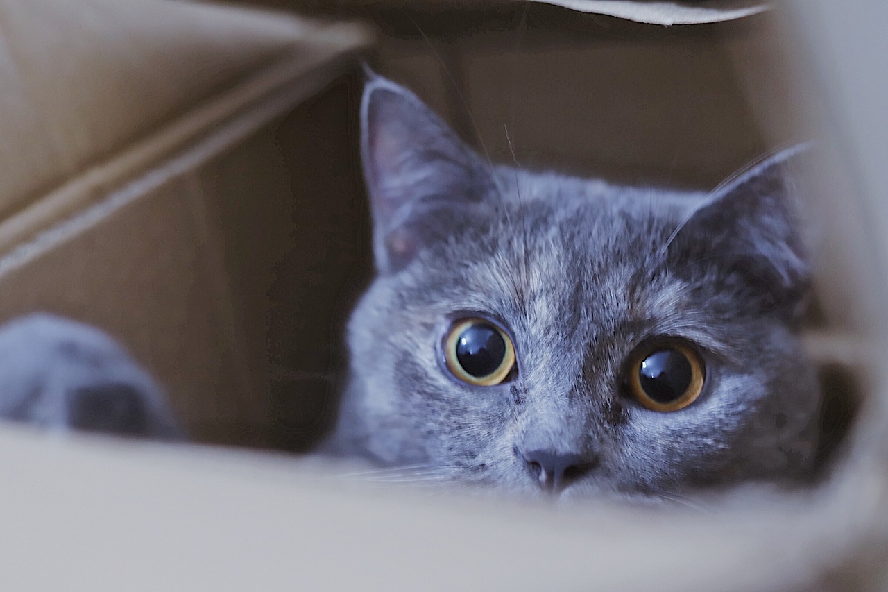 猫之七七（图ZMjIyMDIxNjY4） - 宠物摄影 - 站酷设计师全能的加班狗原创素材 - 站酷ZCOOL