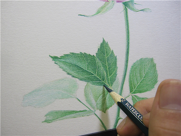 纸上彩铅--《玫瑰系贰》随录（图ZMTIwNjAzNDA=） - 绘画 - 站酷设计师超超的青葱原创素材 - 站酷ZCOOL