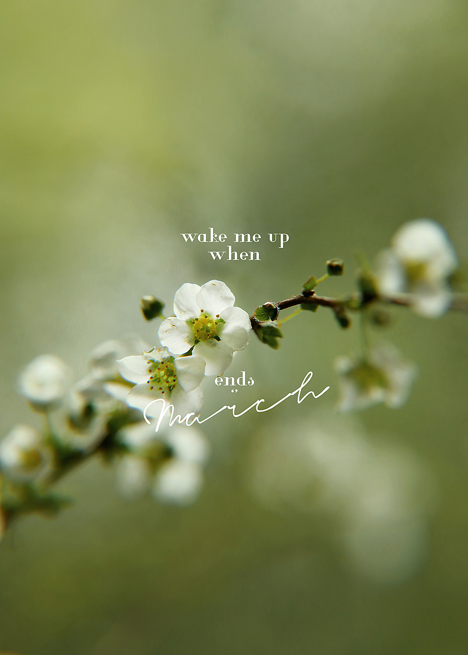 青&红(植物系列)