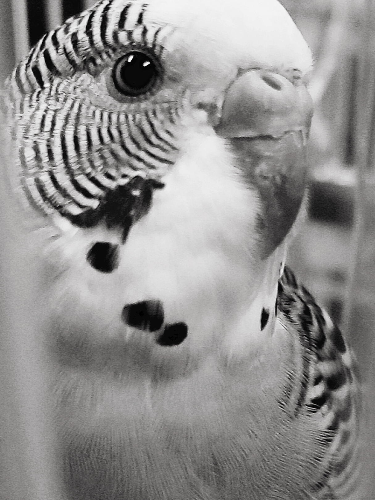 近距离偷拍鹉阿哥