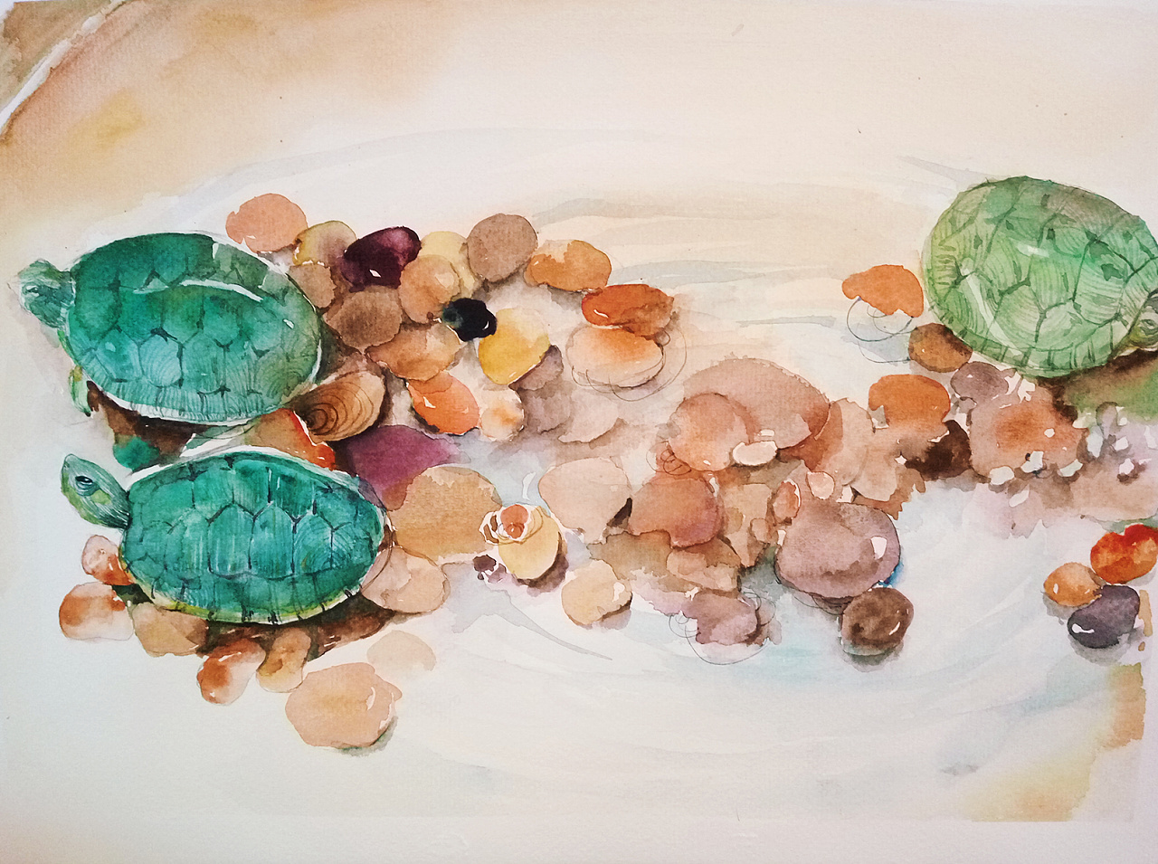 绿壳小乌龟|插画|插画习作|东青啦啦 - 原创作品 - 站酷 (zcool)