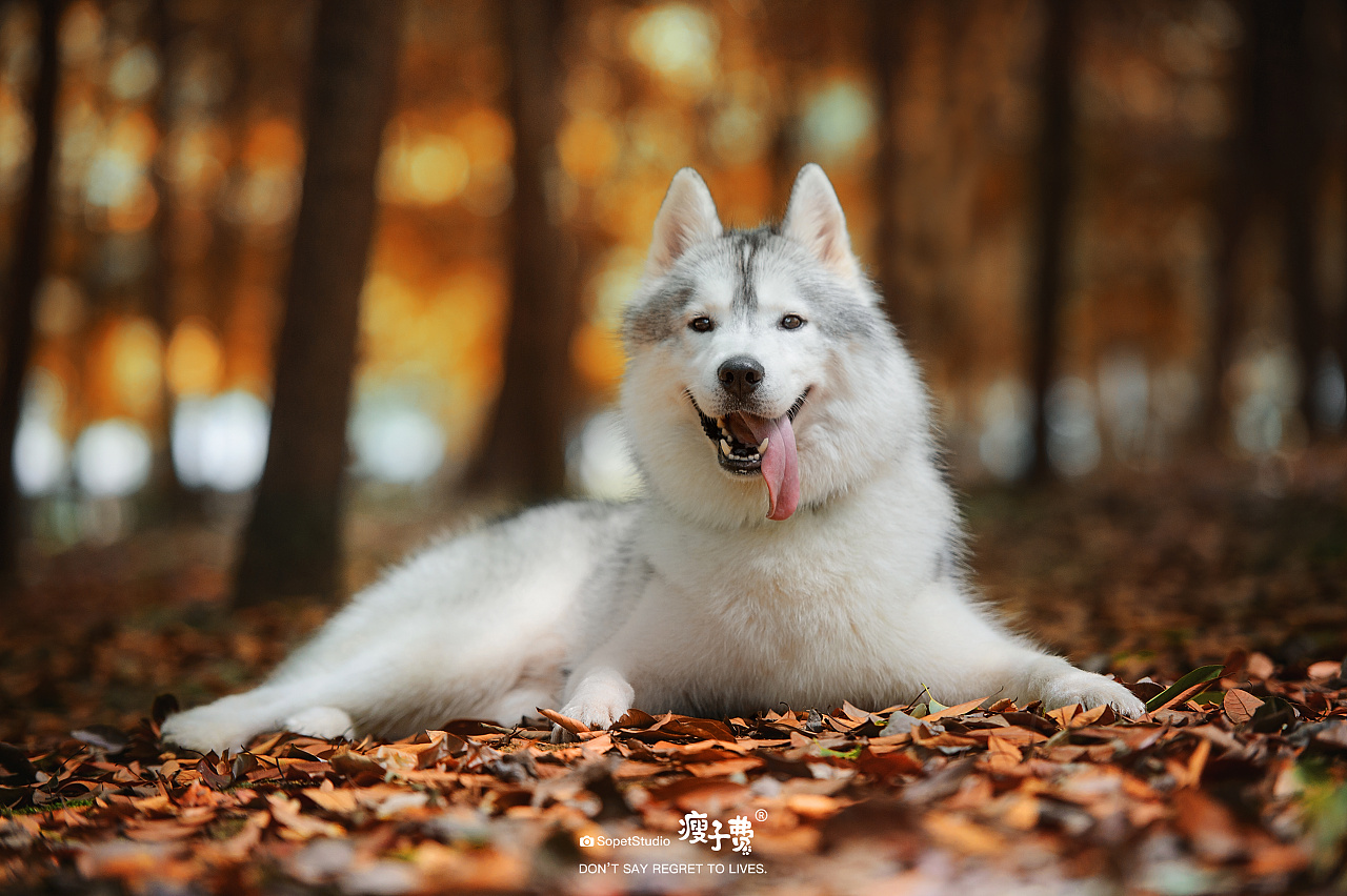 哈士奇的颜值真的很赞[z动心]成都|摄影师瘦子费