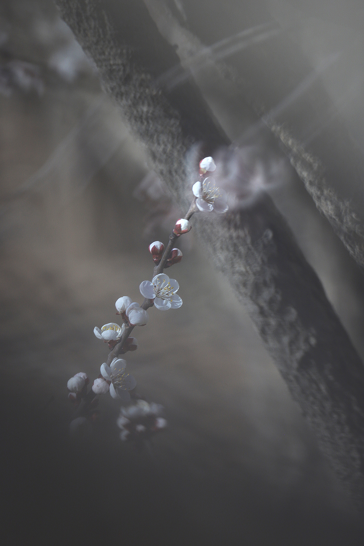 悄然而至的春天