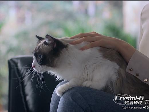 新西兰LIVE宠物零食成猫猫粮产品片