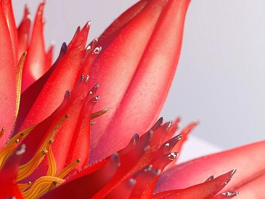 红景天 render test