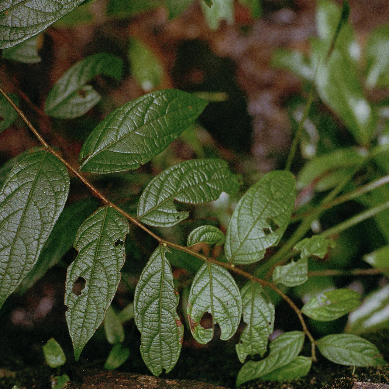 菲林植物图鉴（图ZMTMyMTg3NTQ0） - 人像摄影 - 站酷设计师Chotsins原创素材 - 站酷ZCOOL